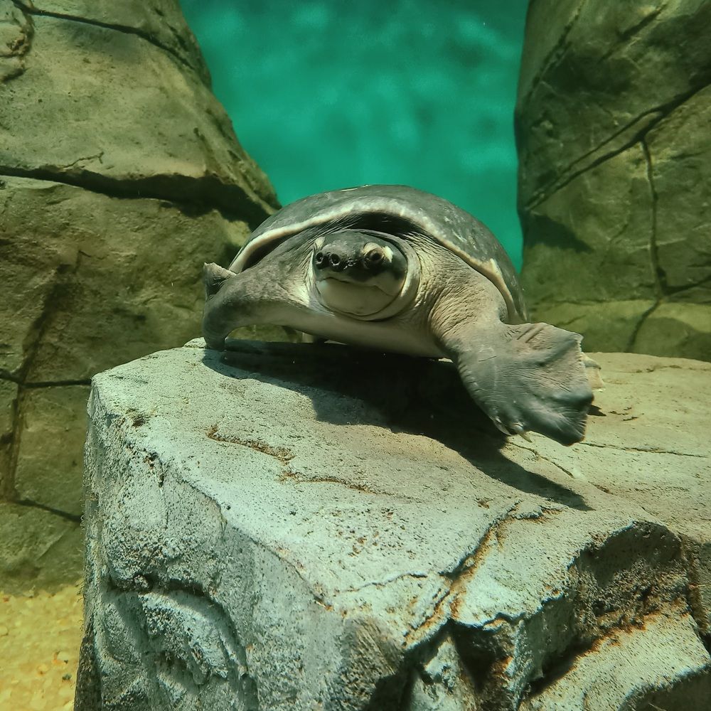 Photograph by Arkhipov