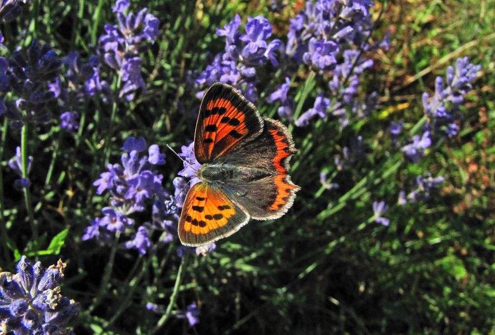Червонец пятнистый