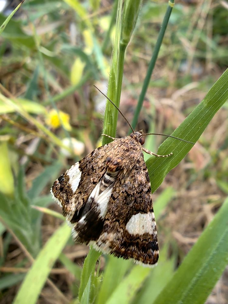 Photograph by Ирина Тихая