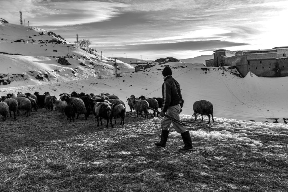 Shepherd and his flock