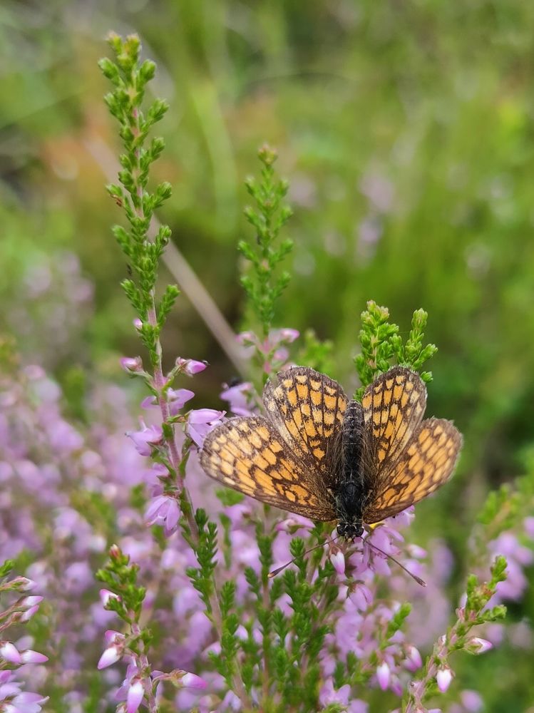 Фотография автора Светлана Смирнова