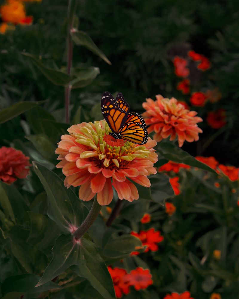 Photograph by Naouel Meguebli