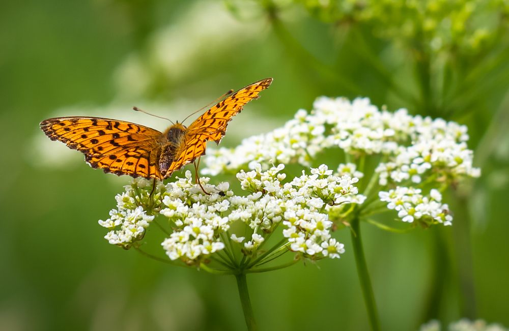 Фотография автора Александр Буренко