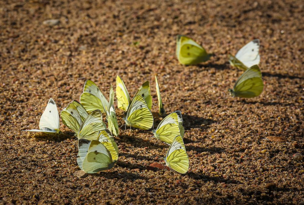 Фотография автора Александр Буренко