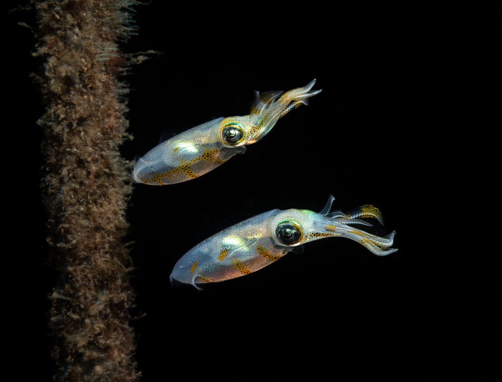 Photograph by Савин Андрей