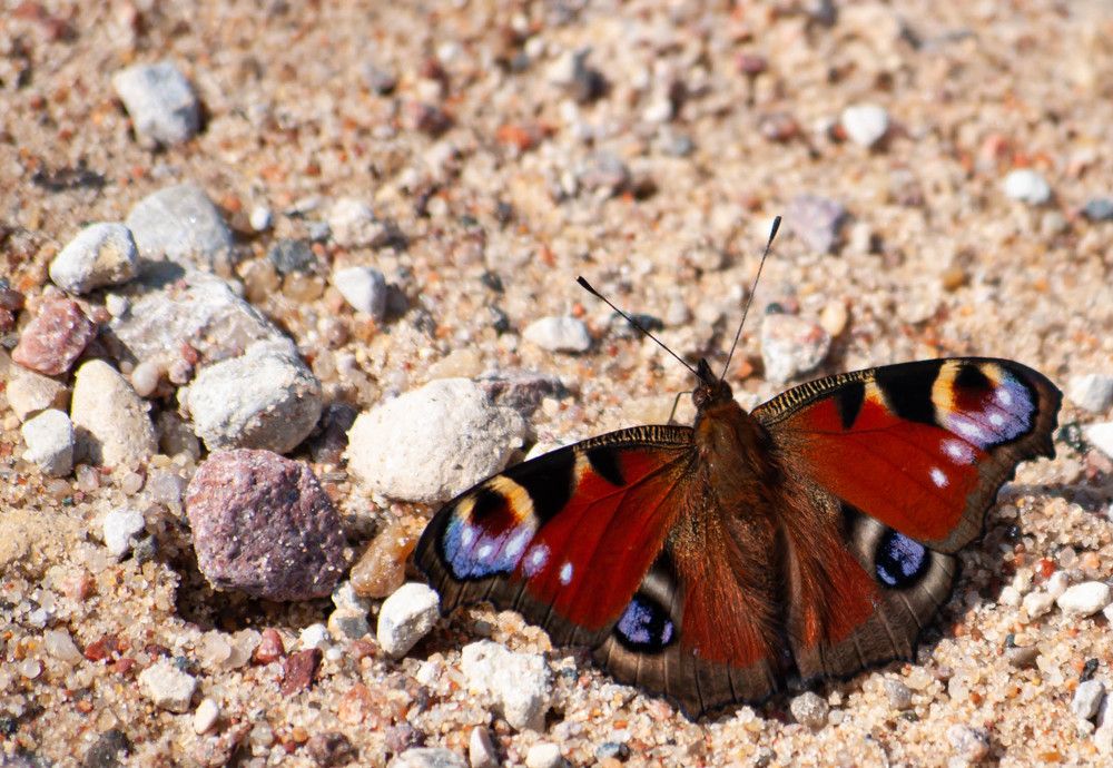 Фотография автора Александр Буренко