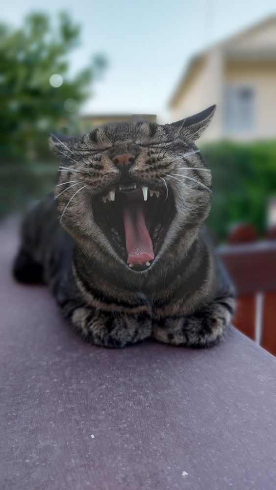 Photograph by Linda Brakus