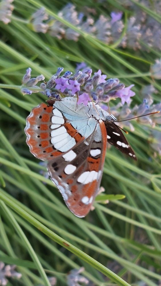 Photograph by Linda Brakus