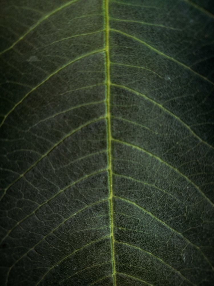 Photograph by Batool Sana