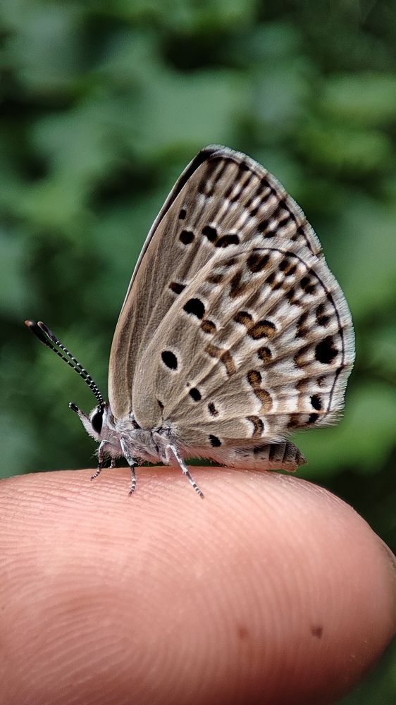 Photograph by Manojit Sasmal