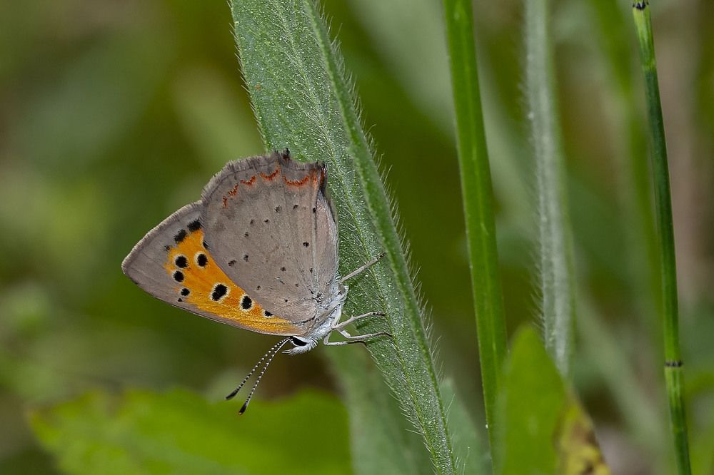 Photograph by Hasan Bayrak
