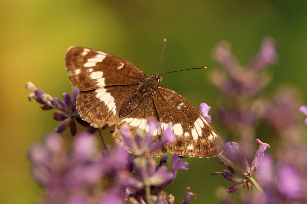 Photograph by Olga Bokareva