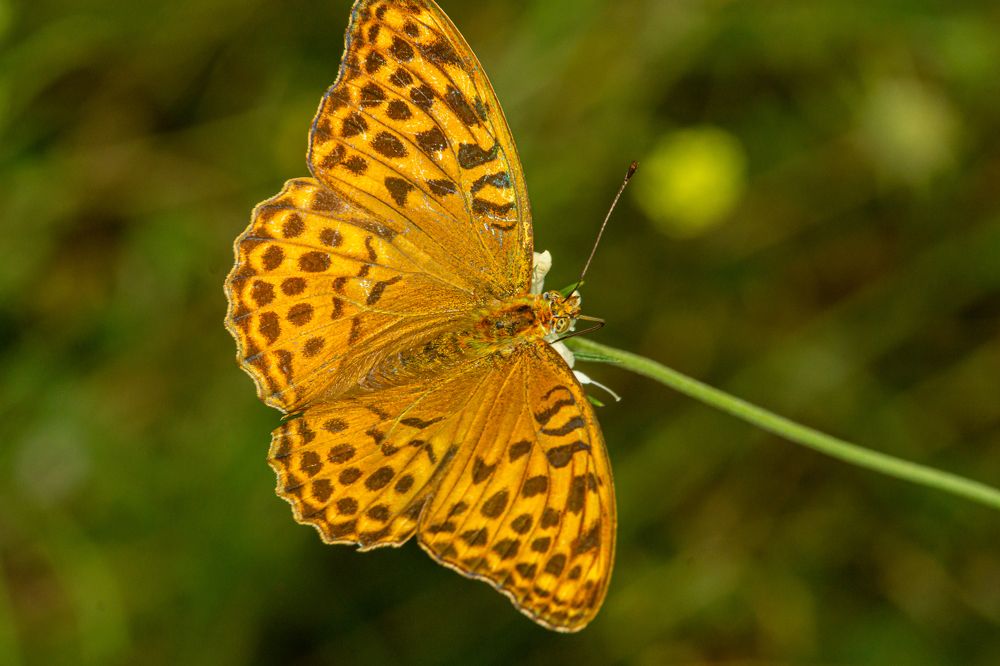 Photograph by Виталий Маслов