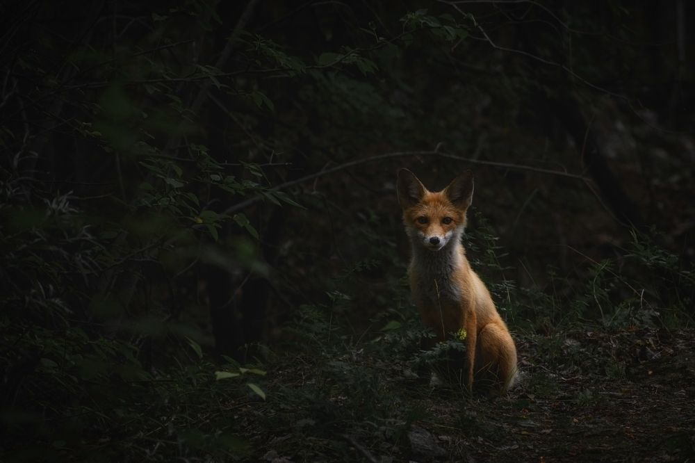 Photograph by Евгений Гецев