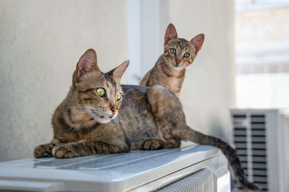 Photograph by Марина Ческис