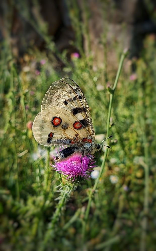 Photograph by Ольга Веселова