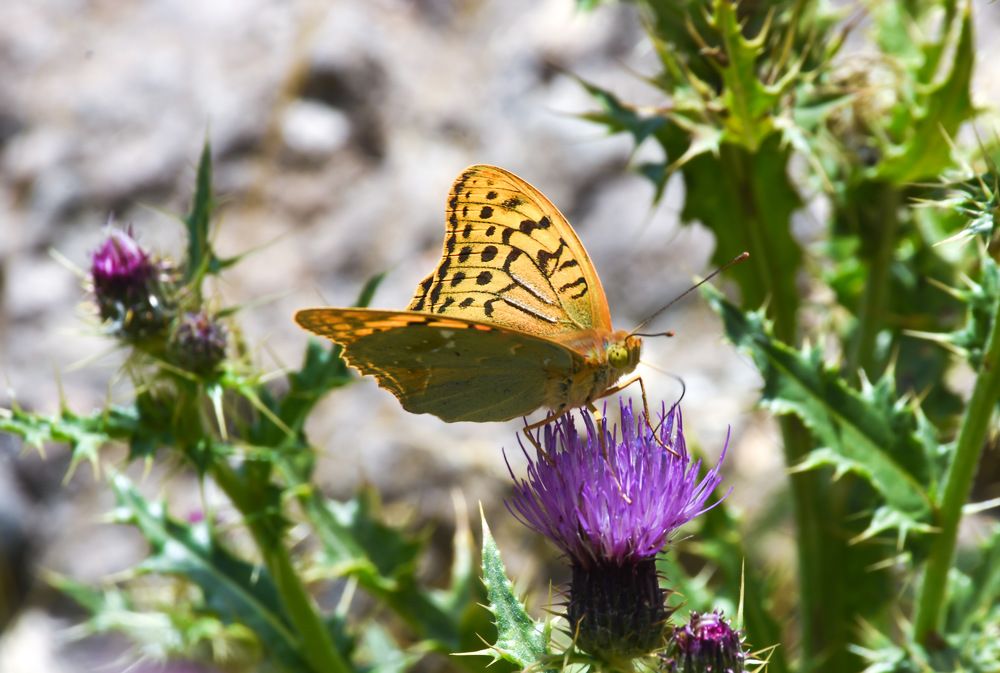 Photograph by mohsenzadeh mahnaz