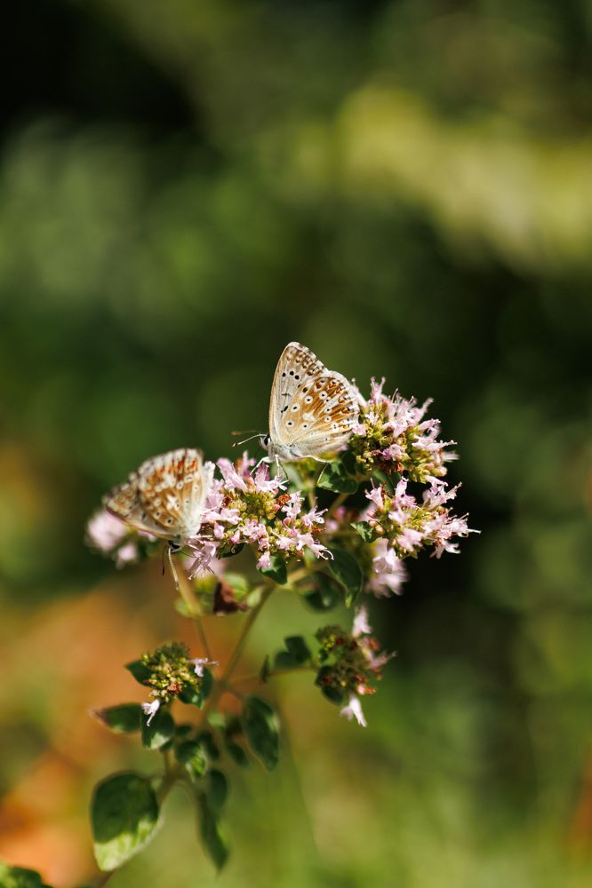 Photograph by Alena Vaganova