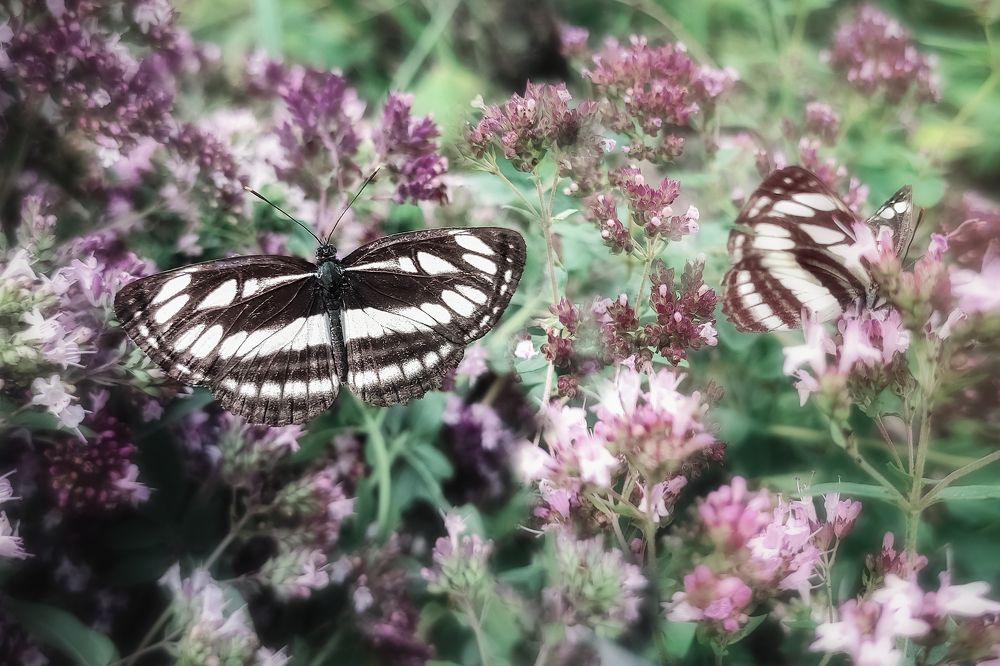 Photograph by Минаева Татьяна