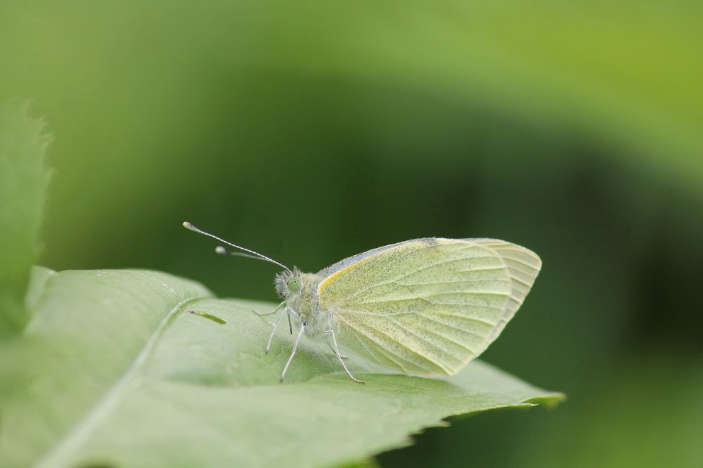 Photograph by Кристина Альшанская