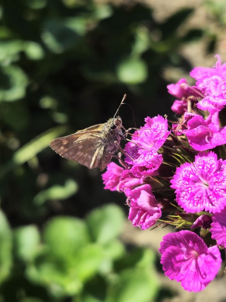 Photograph by Кристина Альшанская