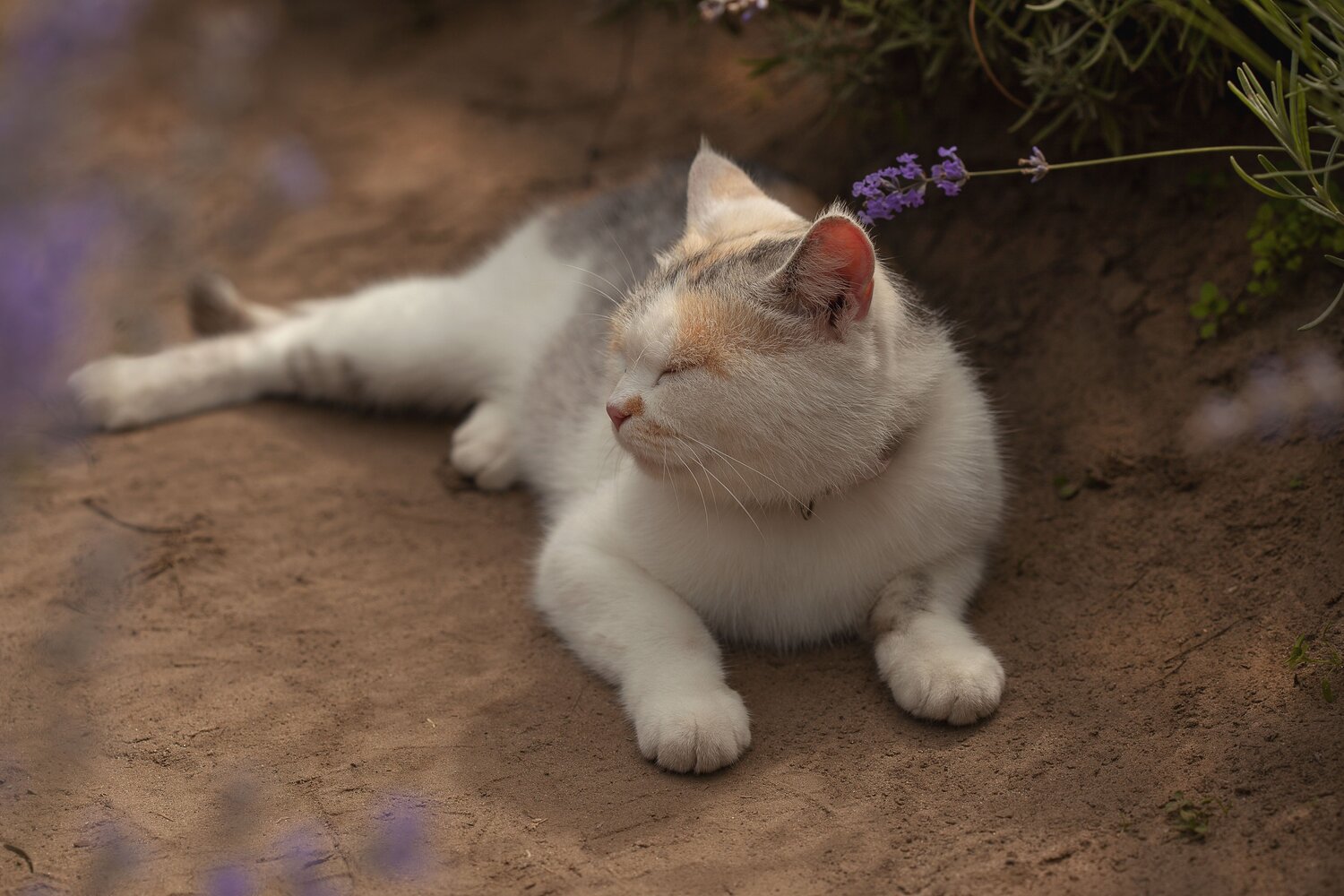 Фотография #9360322