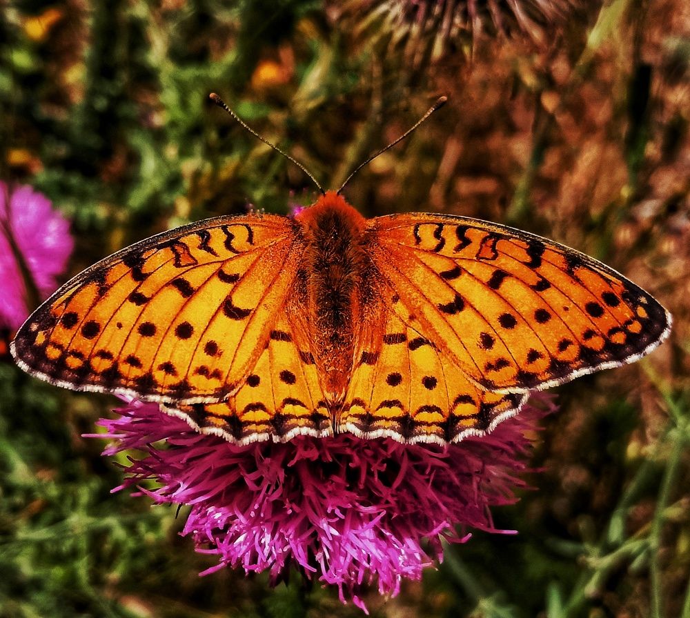 Фотография автора Mahdi Mohammadi