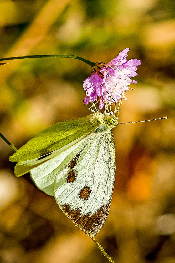Photograph by Алексей Шевченко
