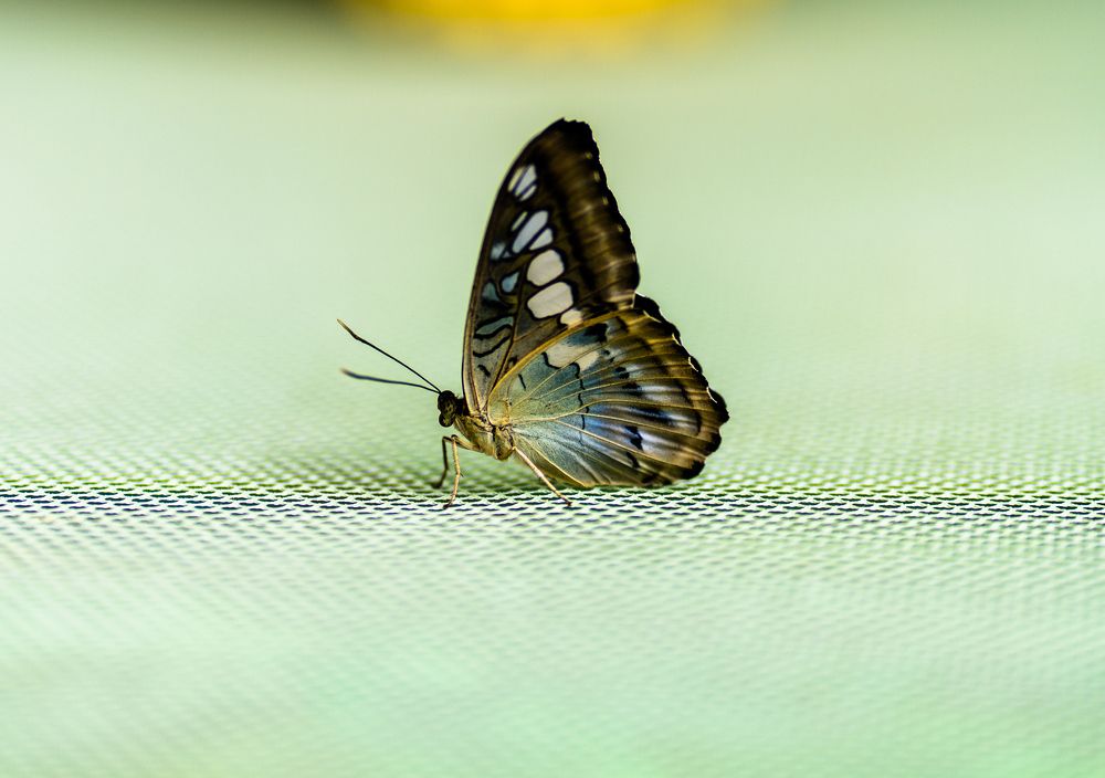 Photograph by Галина Искандарова