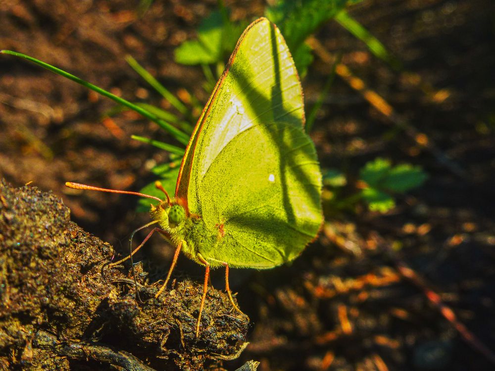 Photograph by Галина Искандарова