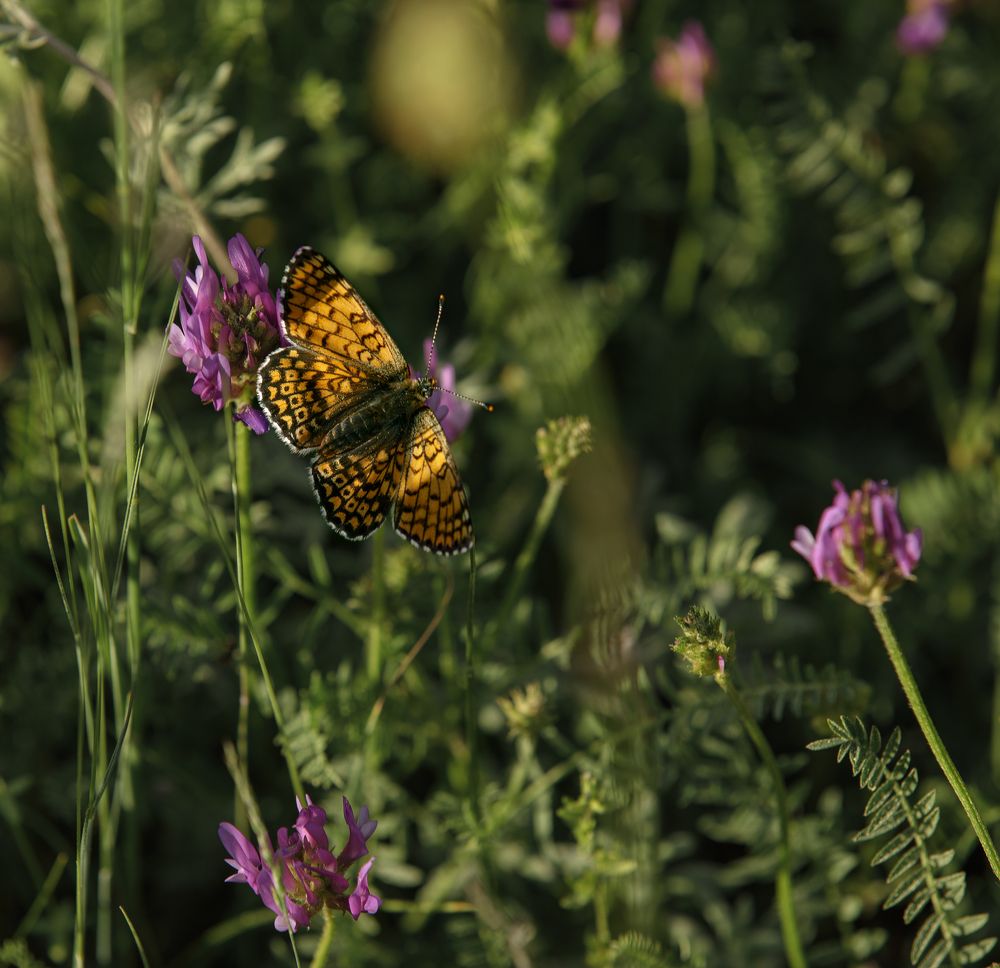 Photograph by Taтьяна Войлокова
