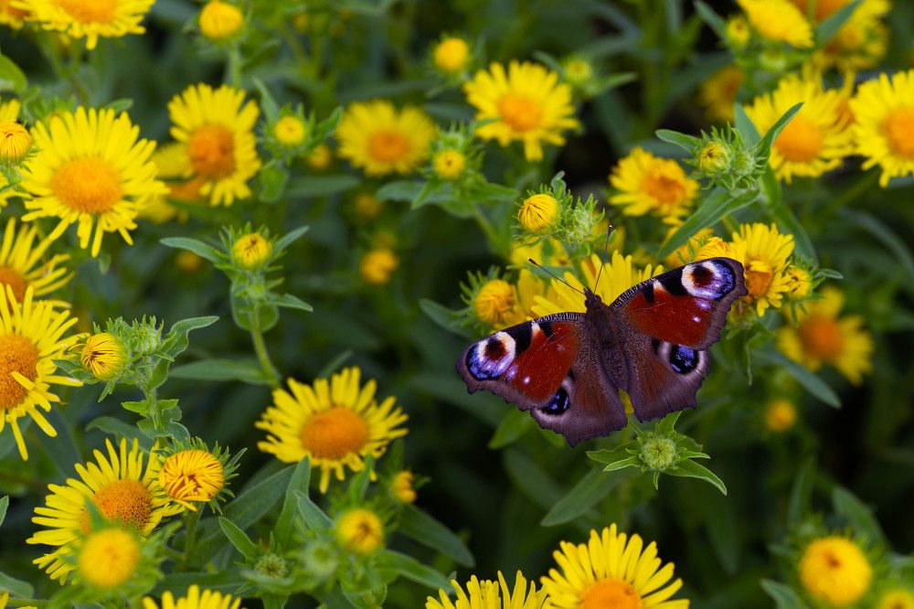 павлиний глаз