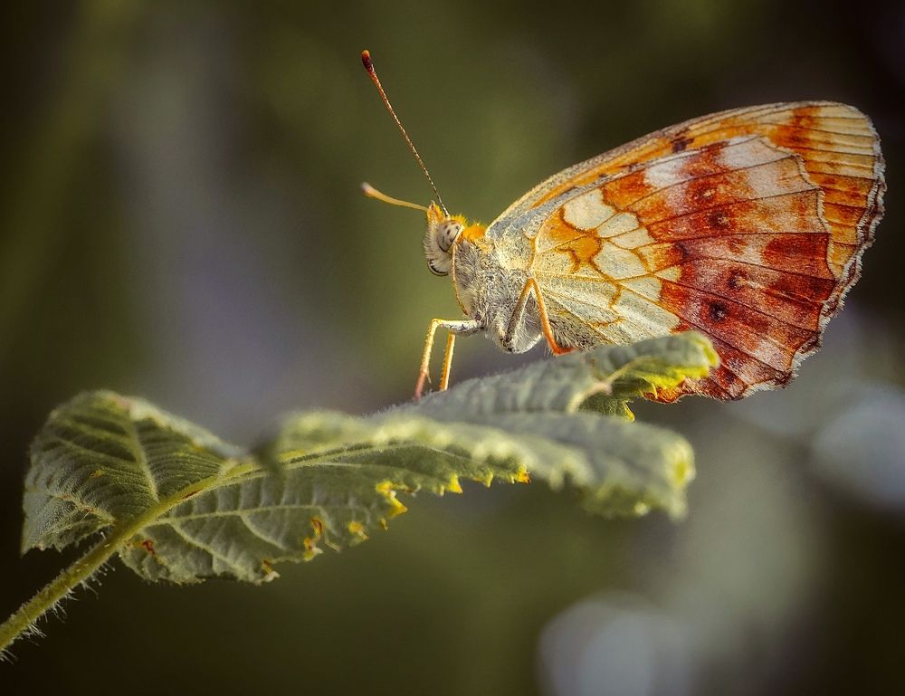 Photograph by Малика Маткарим