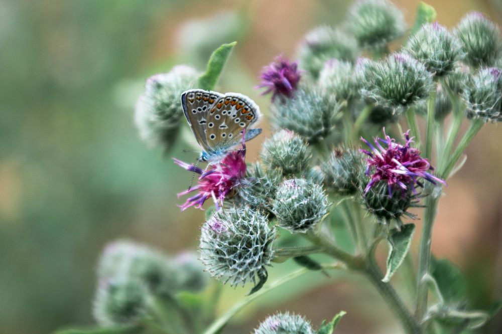 Photograph by Людмила Прибылова