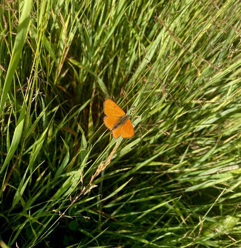 Сибирские бабочки