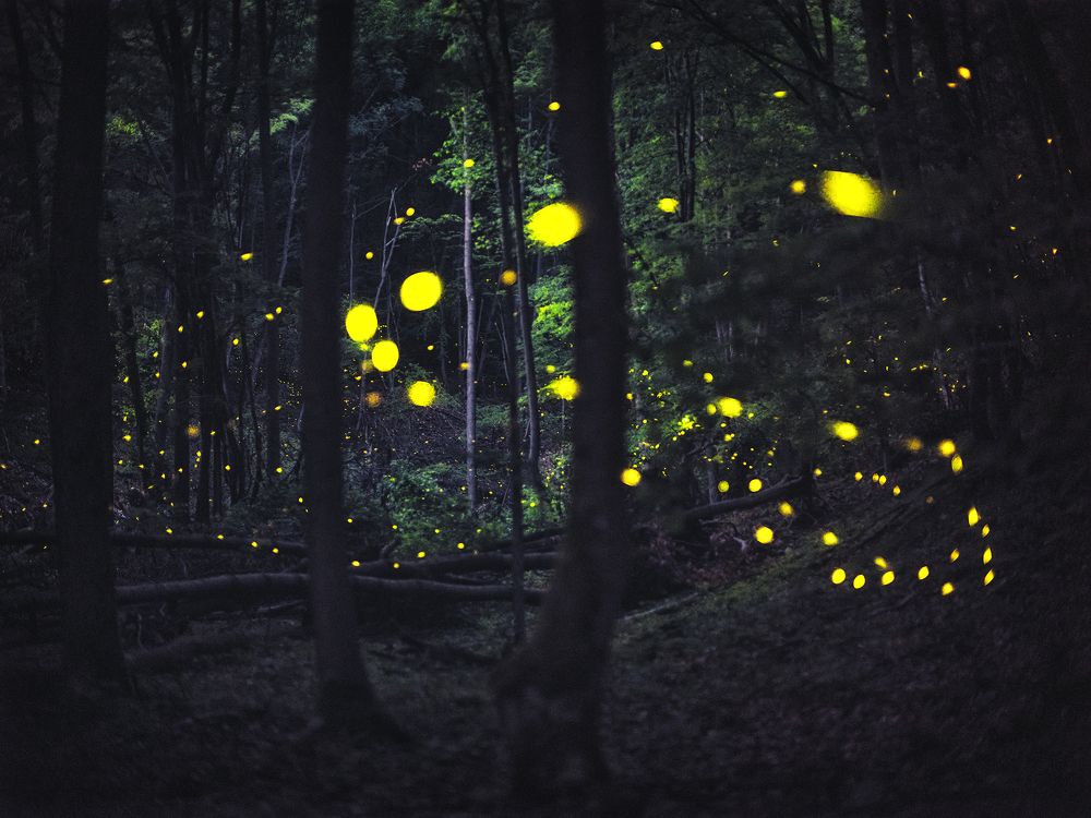 fireflies