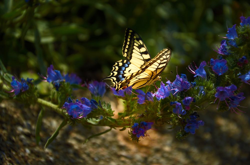 Photograph by Елена Кадаева