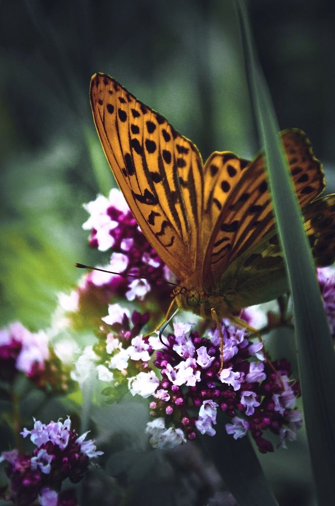 Photograph by Елена Кадаева