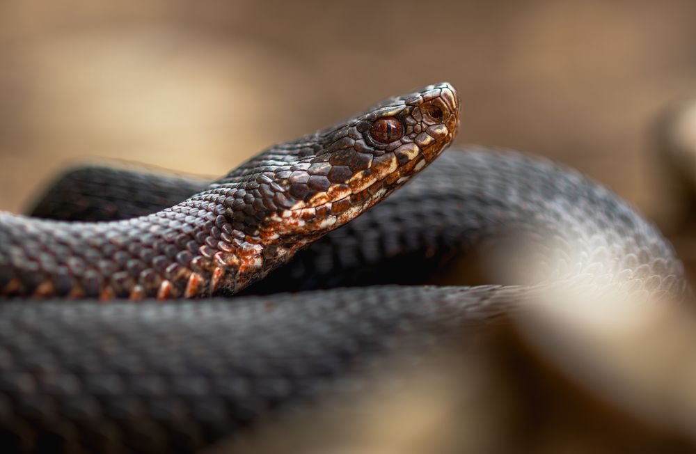 Vipera berus melanistica