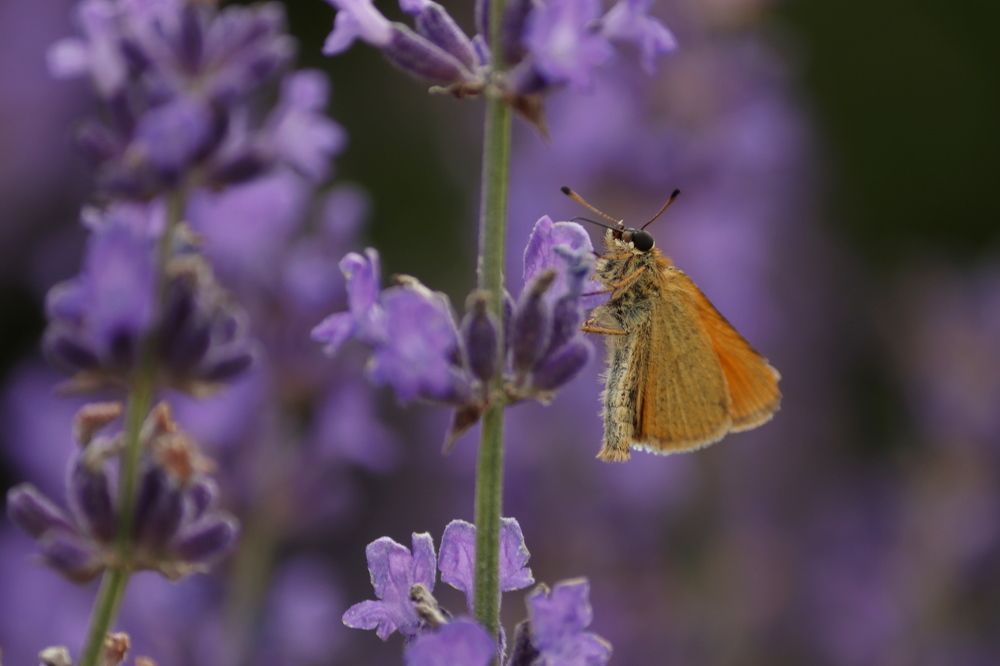 Photograph by Olga Bokareva