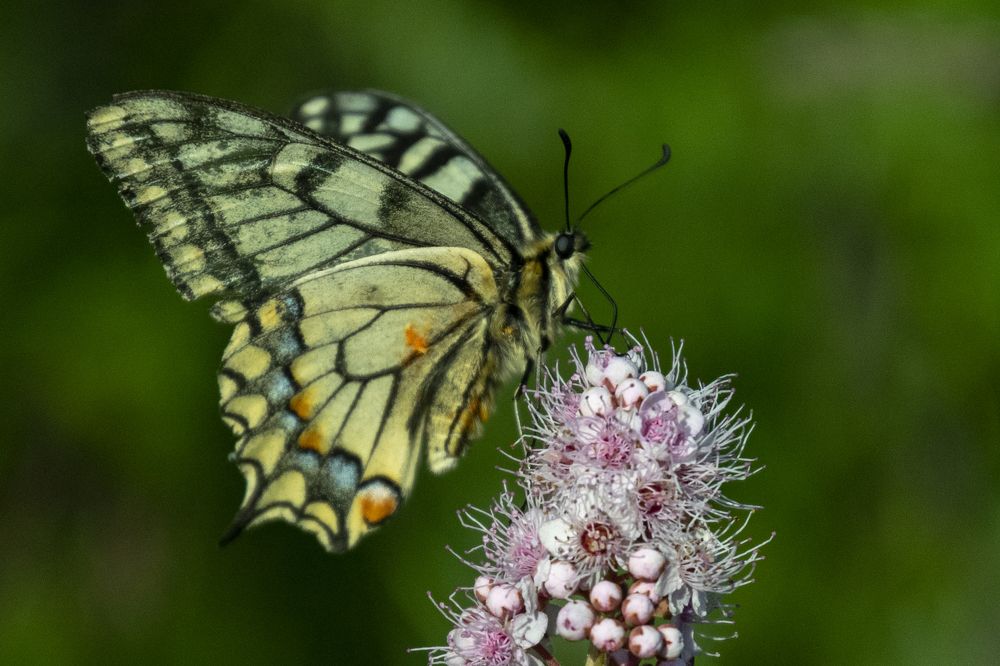 Удивленный махаон