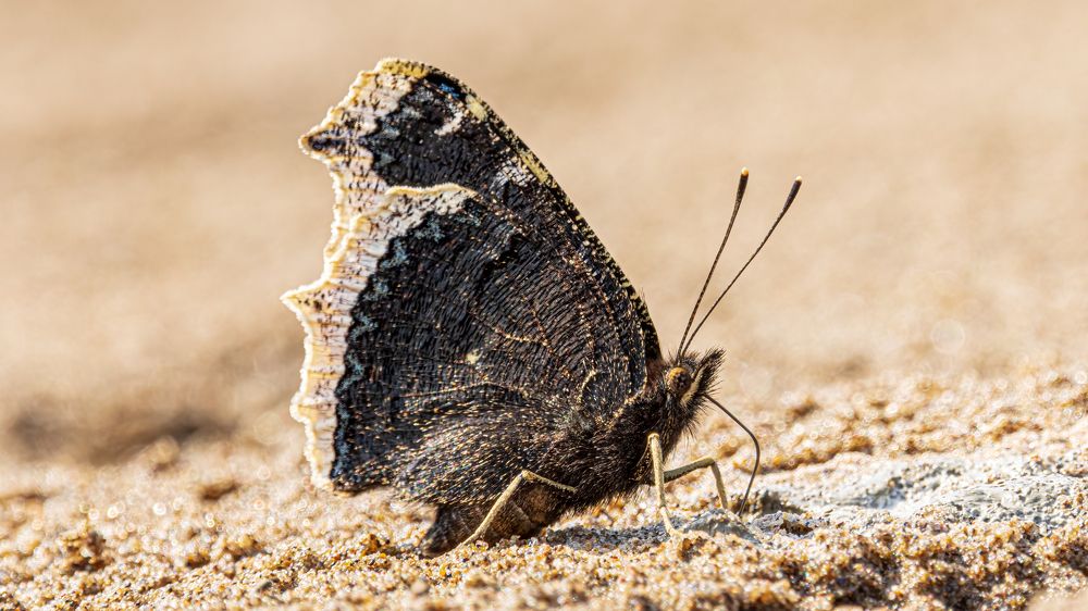 Photograph by Сергей