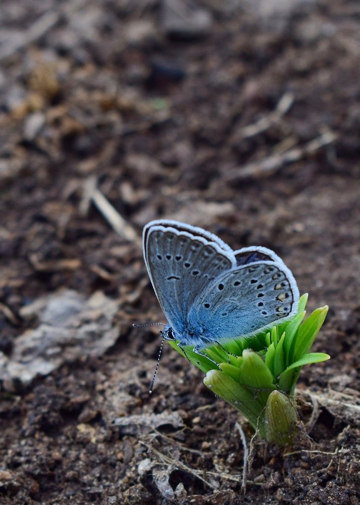 Фотография автора Оксана Льдинина