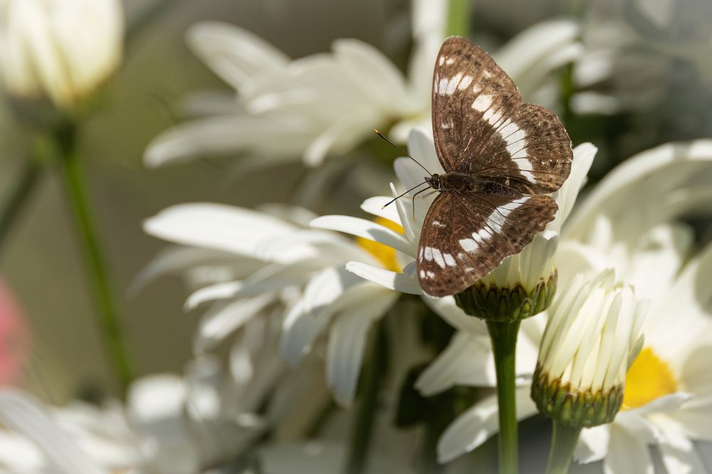 Photograph by Галина Павлова