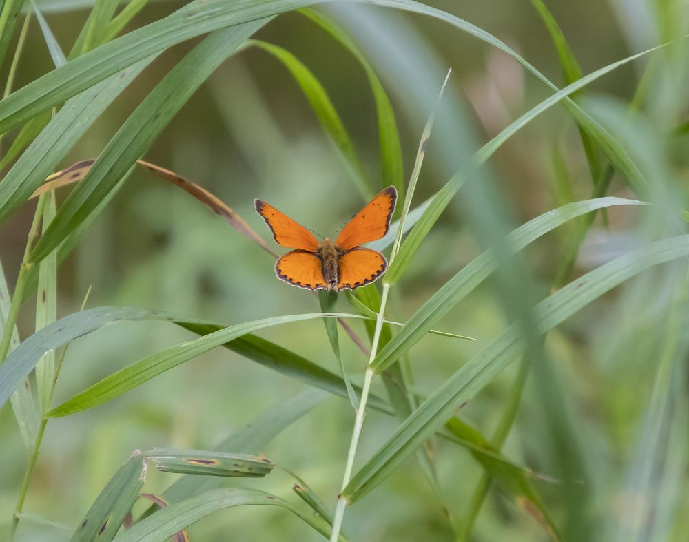 Photograph by Эдуард Седельник