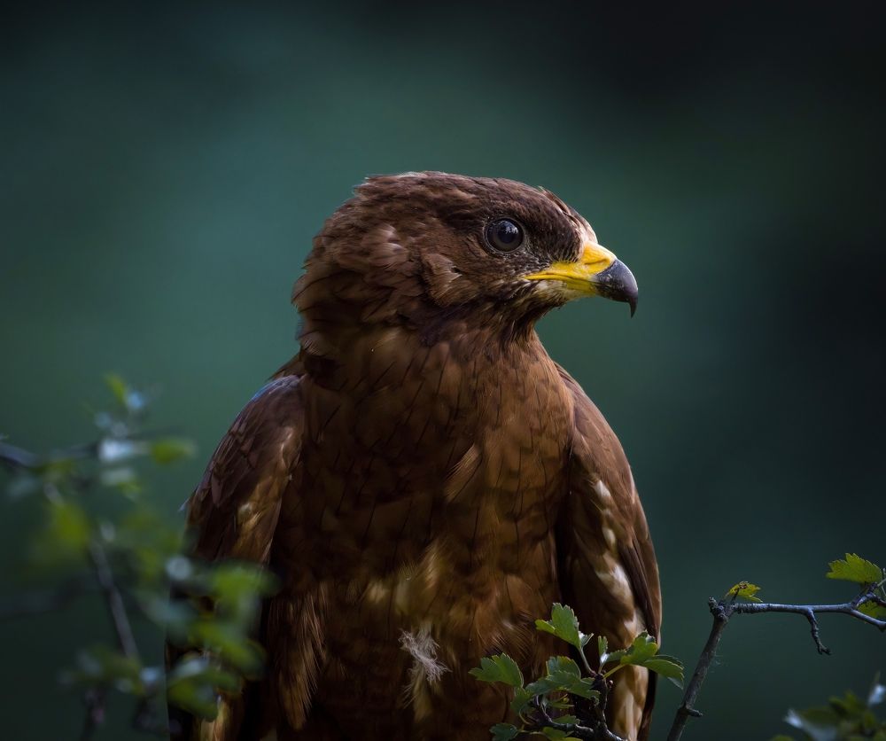 European honey buzzard (juvenile)