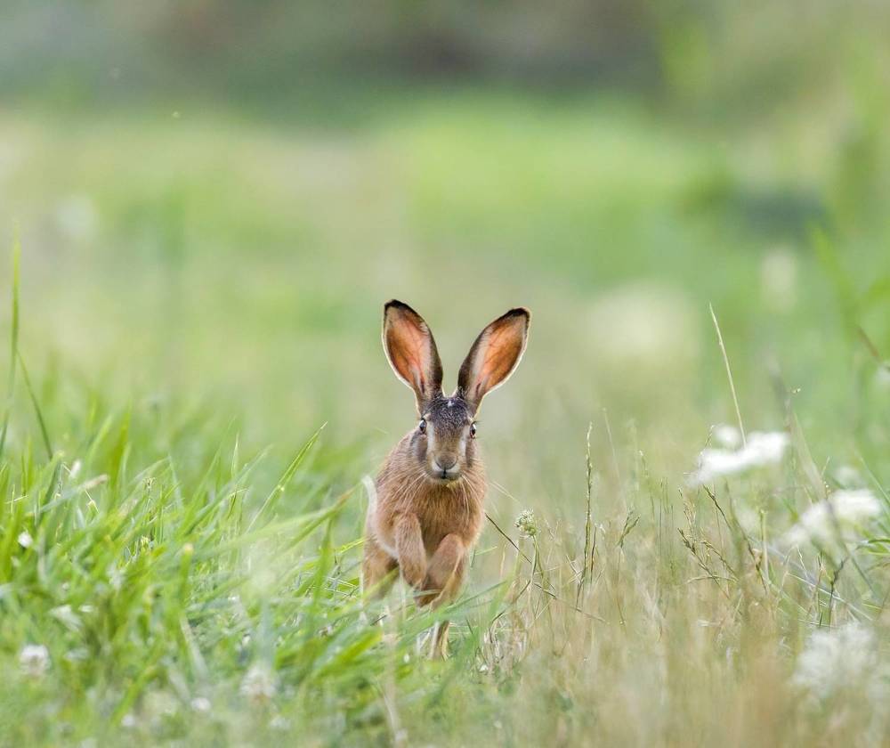 Cute European hare