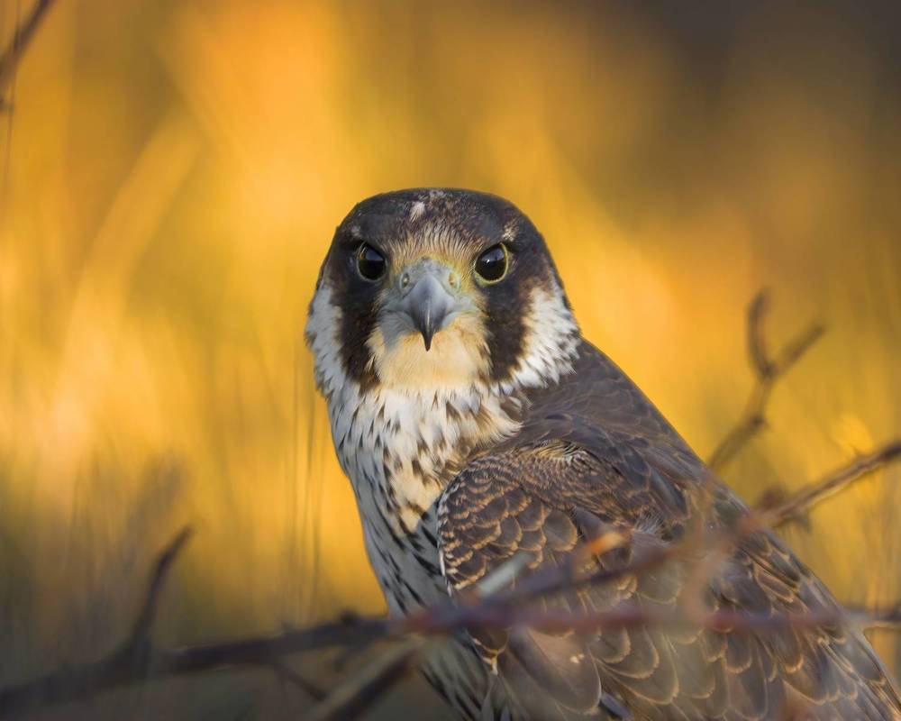 Portrait of a Peregrine falcon
