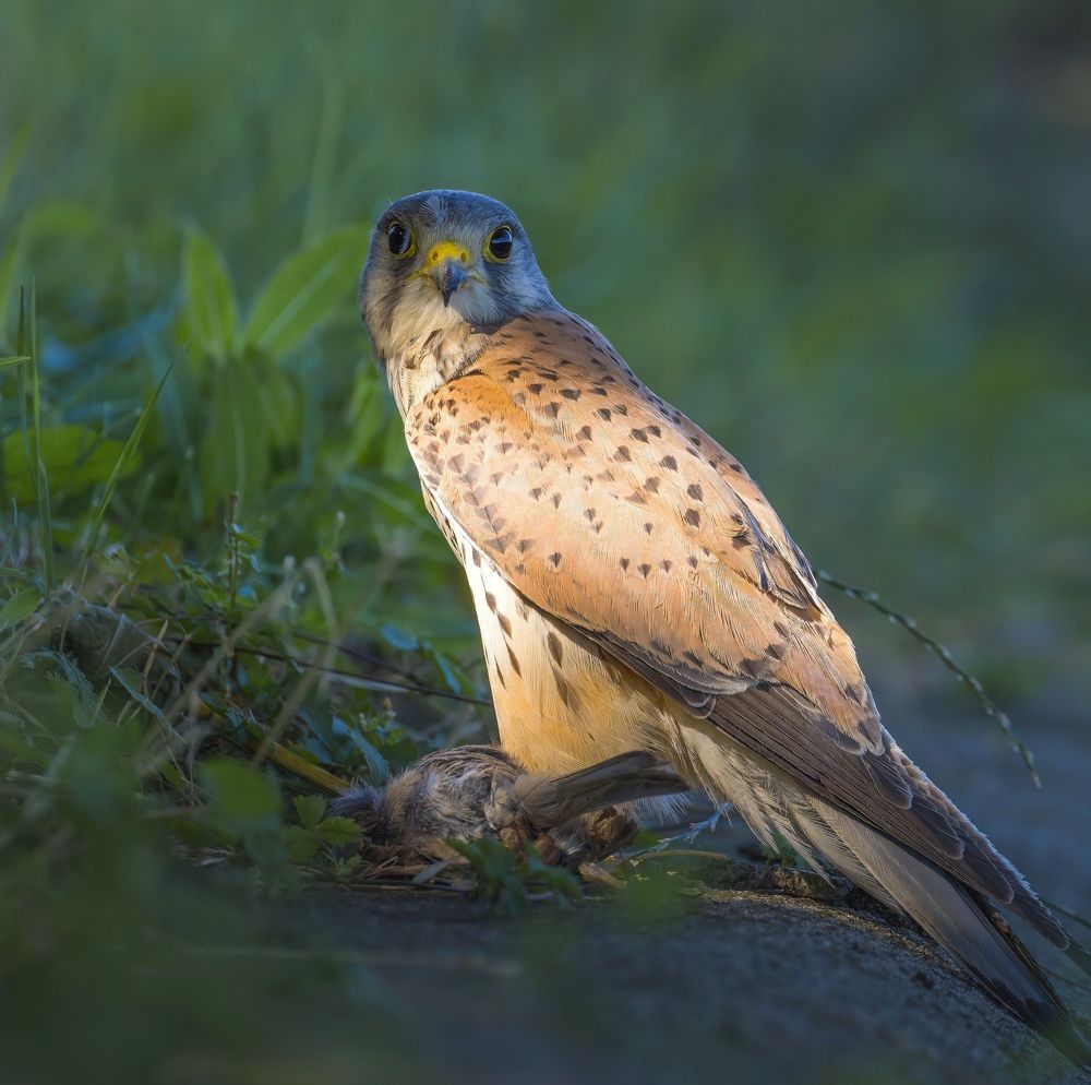 Kestrel with prey