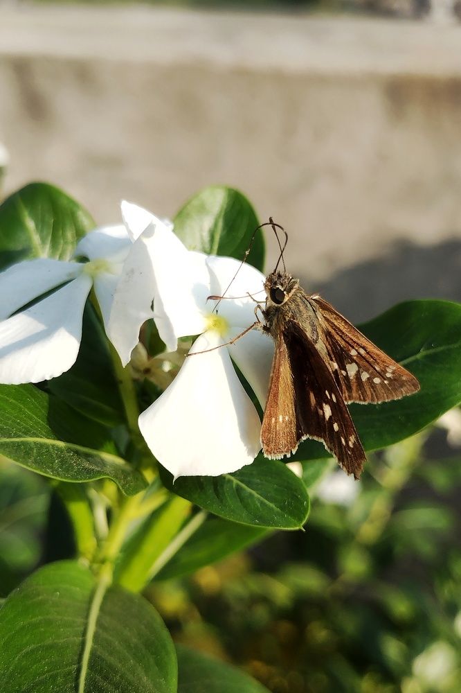 Garden visitor - Skipper Butterfly